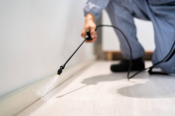 Certified termite inspector examining foundation in Waipahu