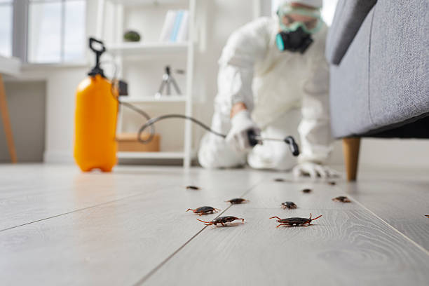 Commercial Rodent Management in Waipahu